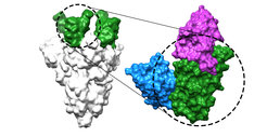 Two of the newly developed nanobodies (blue and magenta) bind to the receptor-binding domain (green) of the coronavirus spike protein (grey), thus preventing infection with Sars-CoV-2 and its variants.
