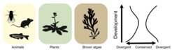Algal embryos pass through a mid-embryo bottleneck, as seen in animals and plants, characterised by morphological and molecular conservation.