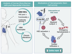Graphical Abstract - Ein Vitamin-A-Metabolit könnte durch die gezielte Steuerung der Immunreaktion die Herzfunktion schützen und langfristig eine vielversprechende Therapie für Herzinfarktpatienten bieten.