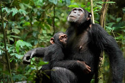 A chimpanzee mother (Xela) nursing her offspring (Xort). Researchers have for the first time identified distinct mother-offspring attachment types in wild chimpanzees.