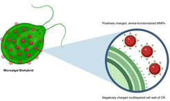Diagram of microalgal biohybrid highlighting positively charged amine-functionalized magnetic nanoparticles and negatively charged cell wall layers.